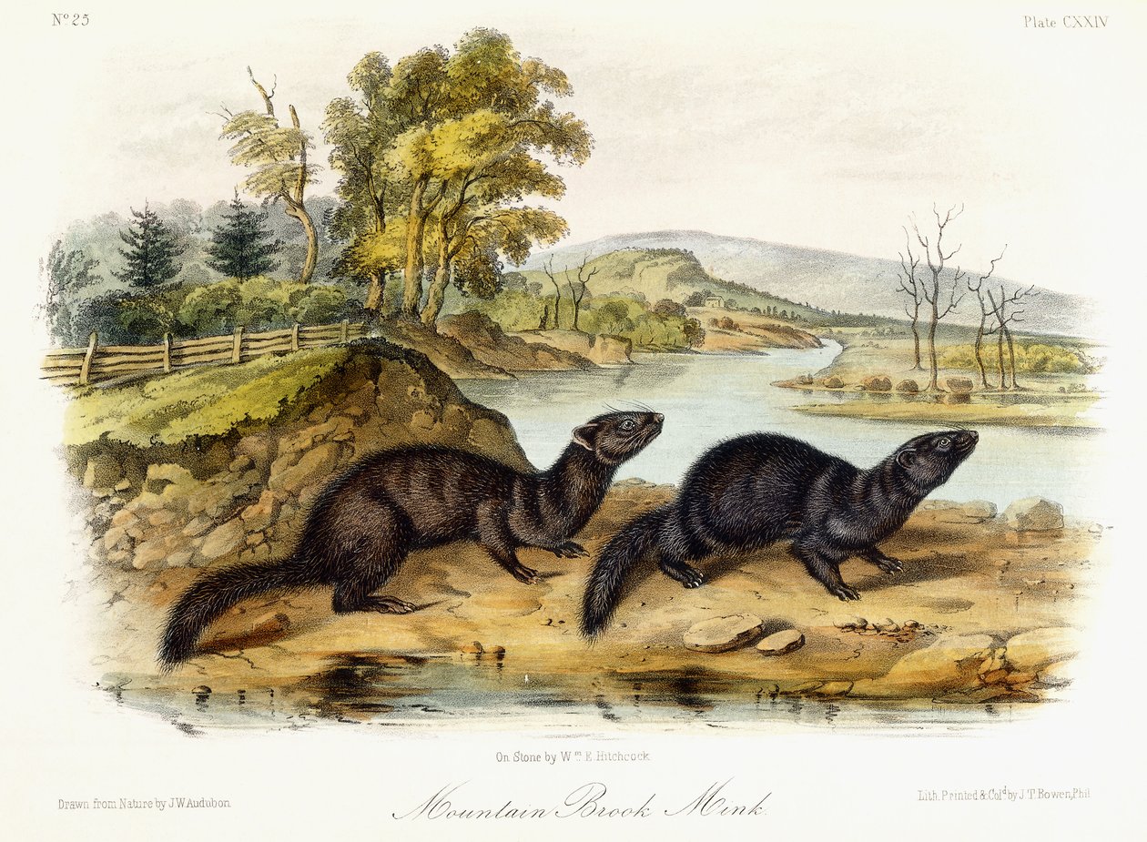Norka Górskiego Potoku, ok. 1849-1854 autorstwa John Woodhouse Audubon