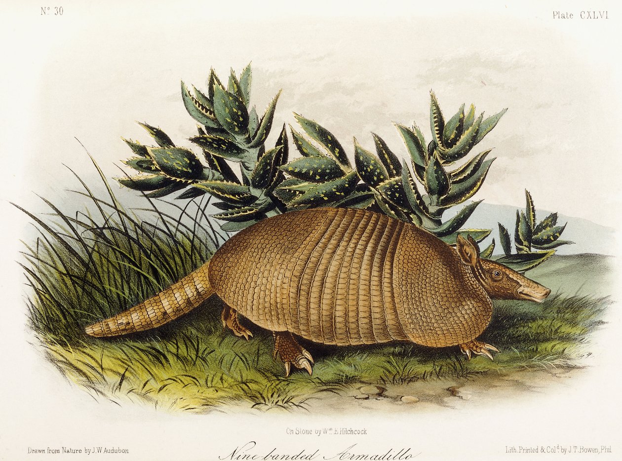 Pancernik dziewięciopasmowy, 1849-1854 autorstwa John Woodhouse Audubon