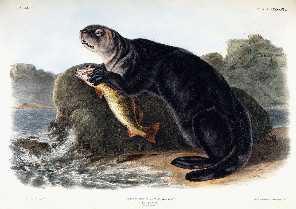 Wydra morska, młody mężczyzna, 1848 autorstwa John Woodhouse Audubon