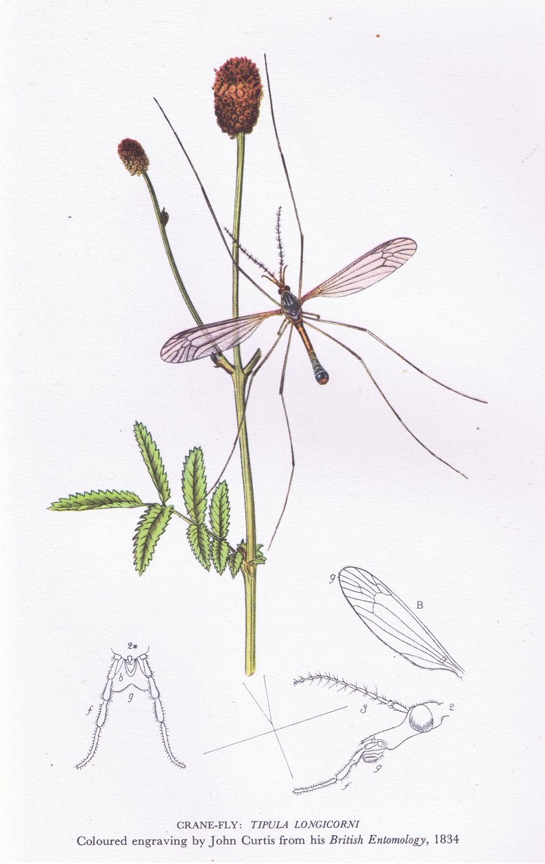Crane Fly, Nature in Britain, wyd. Collins, 1946 autorstwa John after Curtis