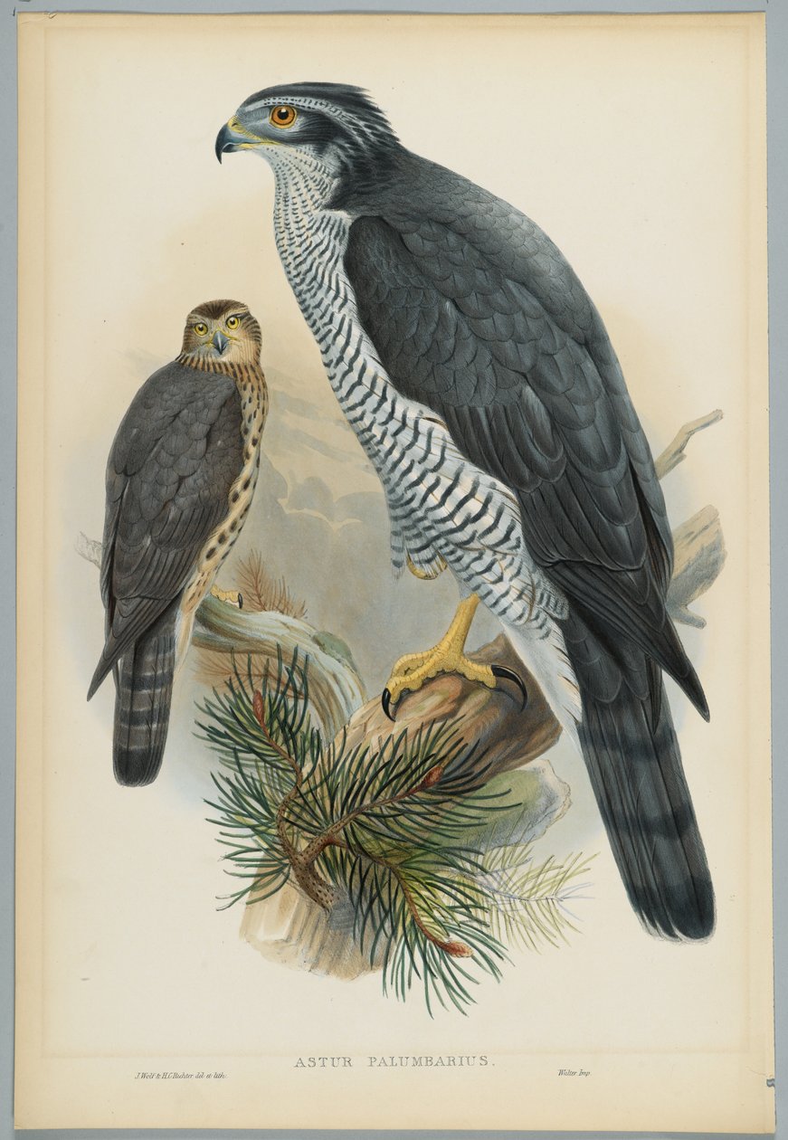 Astur Palumbarius - Jastrząb, rysowany przez J. Wolfa, grawerowany przez H. C. Richtera autorstwa John after Gould
