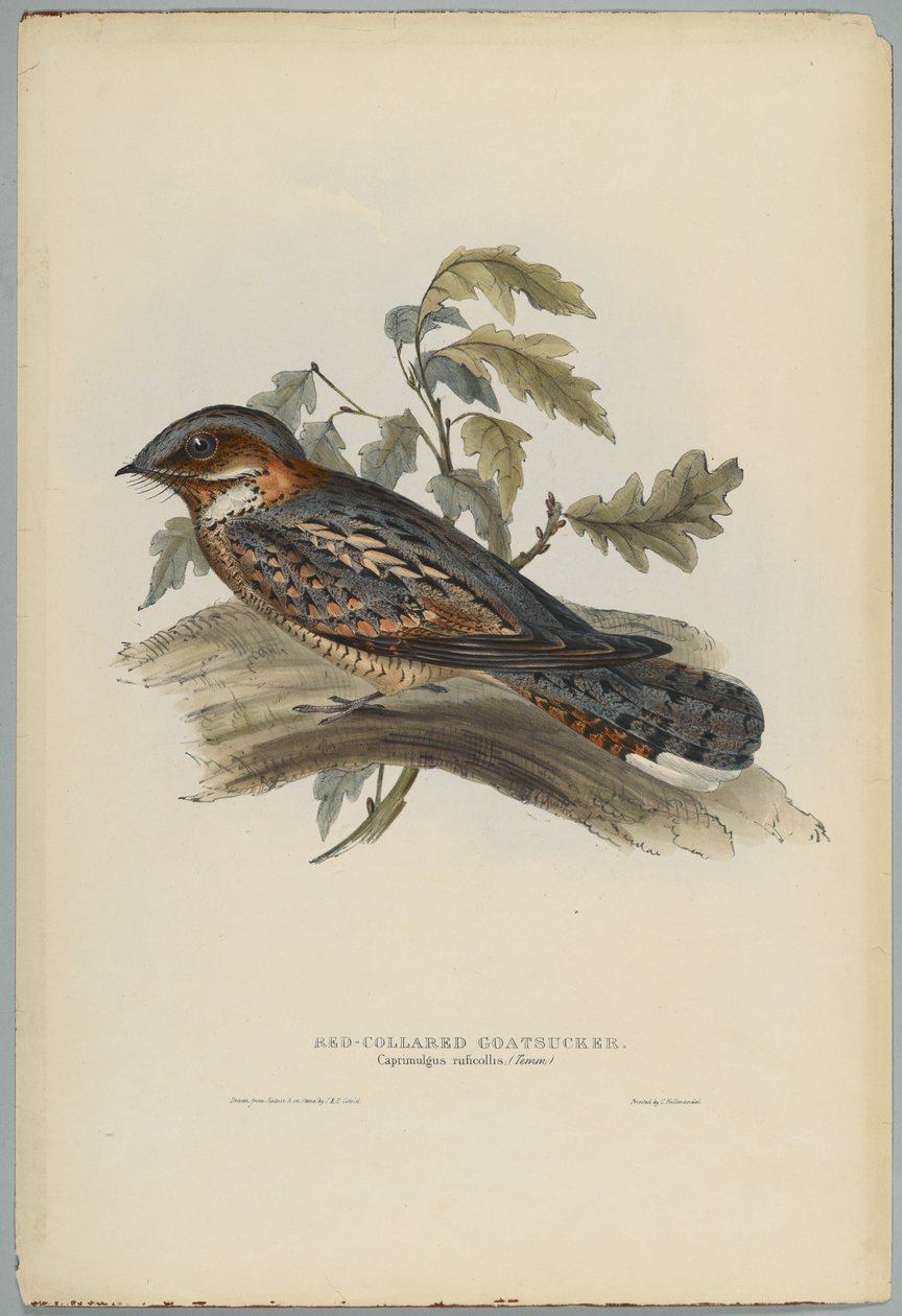 Caprimulgus Ruficollis autorstwa John after Gould