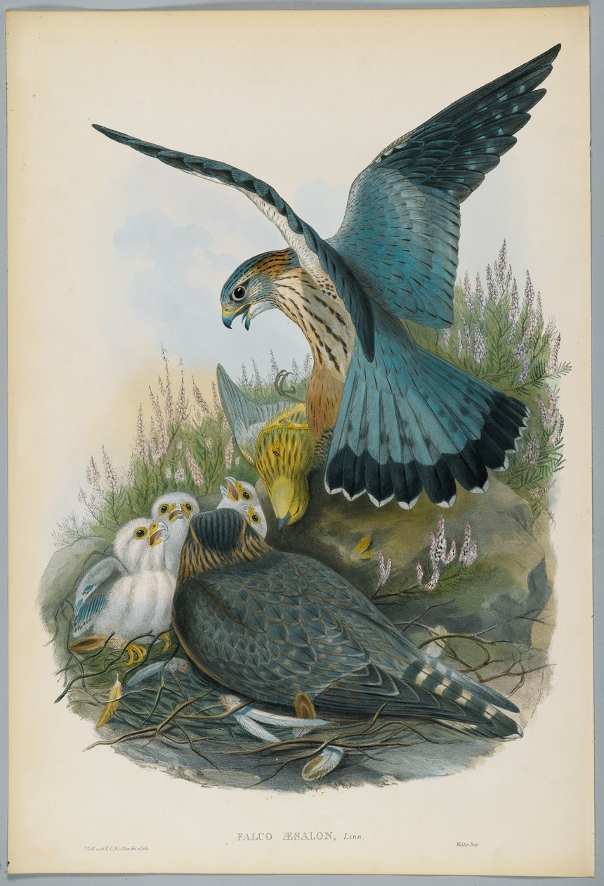 Falco Aesalon - Merlin, rys. J. Wolf, grawerowane przez H. C. Richtera autorstwa John after Gould