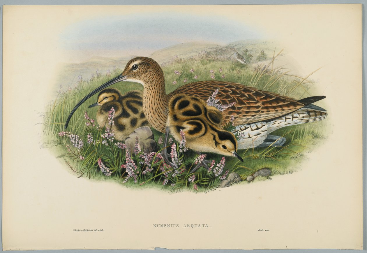 Numenius Arquata - Kulik, ryty przez H. C. Richtera autorstwa John after Gould