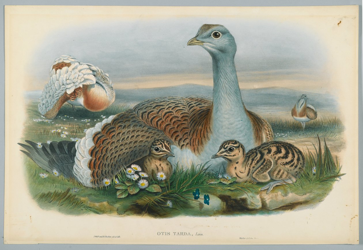 Otis Torda - drop, rysowany przez J. Wolfa, sztychowany przez H. C. Richtera autorstwa John after Gould