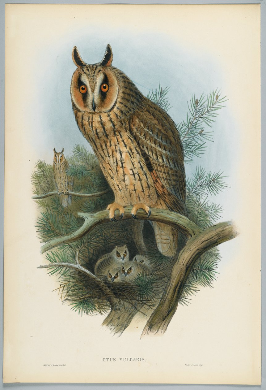 Otus Vulgaris - sowa uszata, rysowany przez J. Wolfa, grawerowany przez H. C. Richtera autorstwa John after Gould
