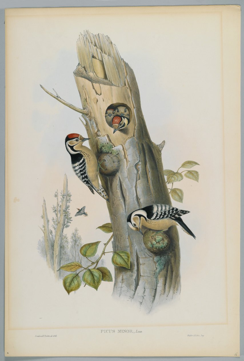 Picus Minor - dzięcioł mały, ryty przez H. C. Richtera autorstwa John after Gould