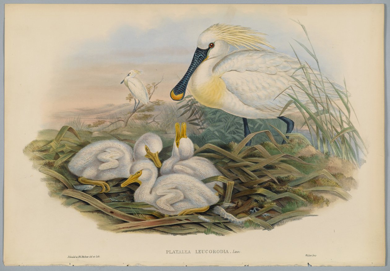 Platalea Leucorodia - Warzęcha i młoda, grawerowane przez H. C. Richtera autorstwa John after Gould