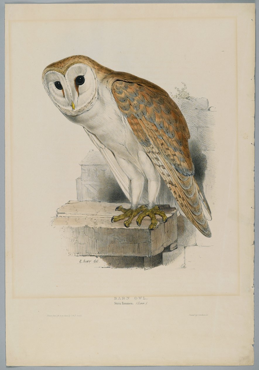 Strix Flammea - płomykówka autorstwa John after Gould