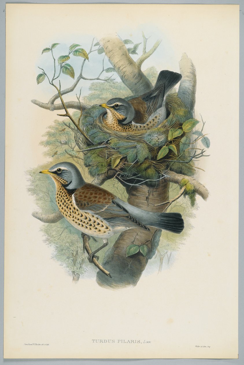 Turdus Pilarus - Drozd jałowca, grawerowane przez H. C. Richtera autorstwa John after Gould