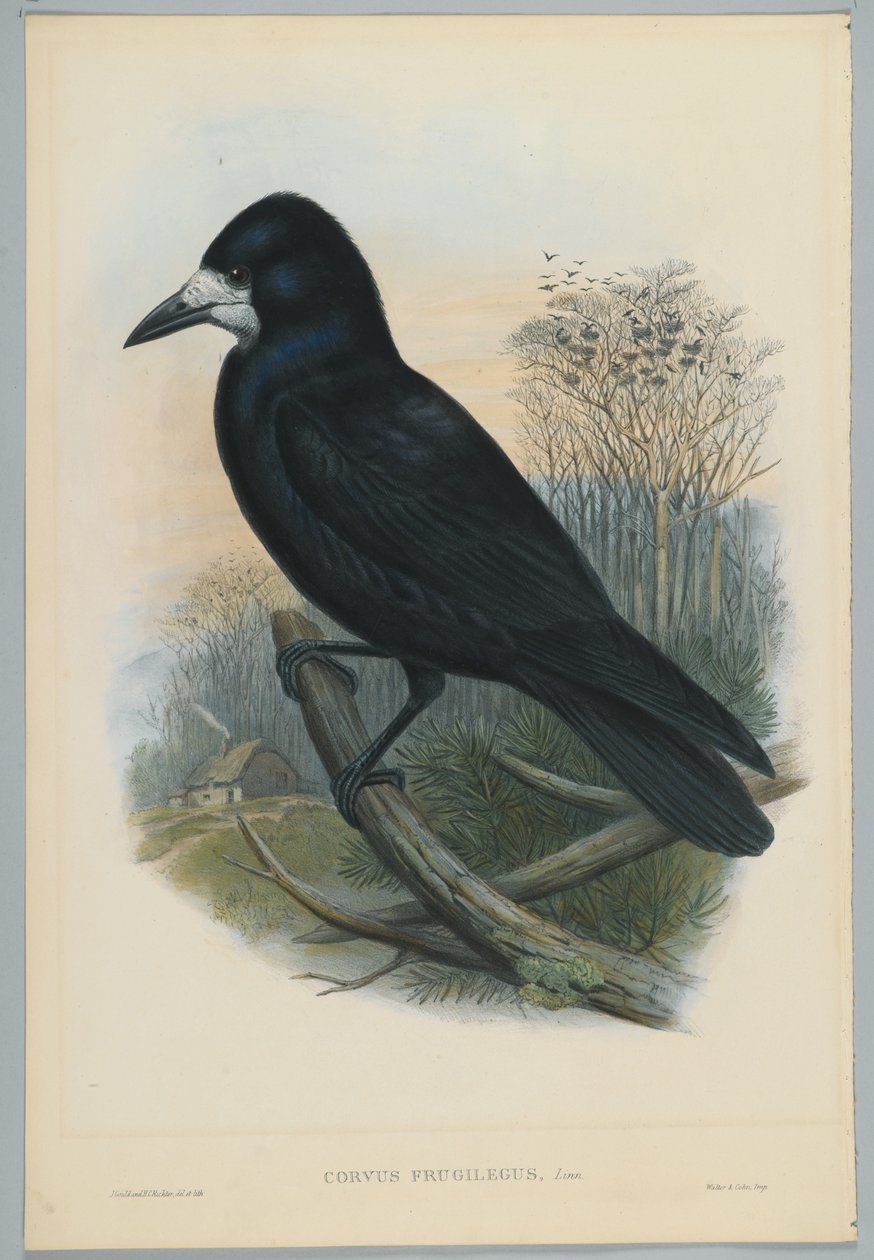 Nieznany obraz autorstwa John after Gould