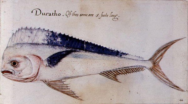 Dorado autorstwa John after White