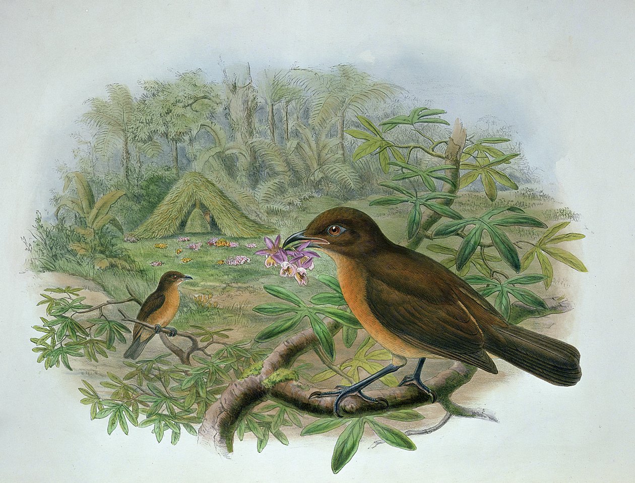 Amblyornis Inornatus, altannik ogrodnik Vogelkop autorstwa John and Hart, William Gould
