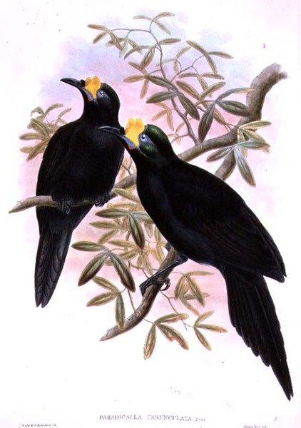 Paradigalla Carunculata autorstwa John and Hart, William Gould
