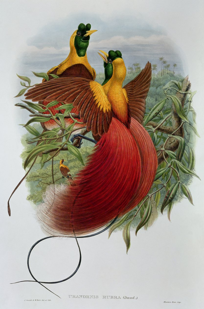 Uranornis Rubra autorstwa John and Hart, William Gould
