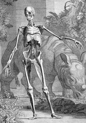 Szkielet, tablica 4 z „Tables of the Skeleton and Muscle of the Human Body” Bernarda Siegfrieda Albinusa (1697-1770) rycina Charles Grignion (1717-1810) 1747 (rycina) autorstwa John and Paul (after) Knapton