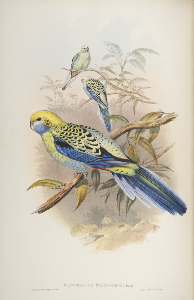 Platycerus cyanogenus z The Birds of Australia Johna Goulda, 1840 autorstwa John and Richter Gould