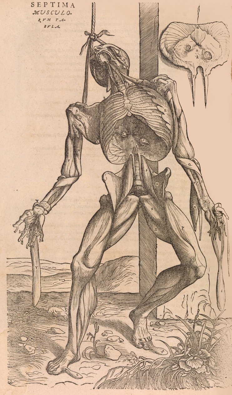 De humani corporis fabrica O budowie ciała ludzkiego, 1555. autorstwa John of Calcar