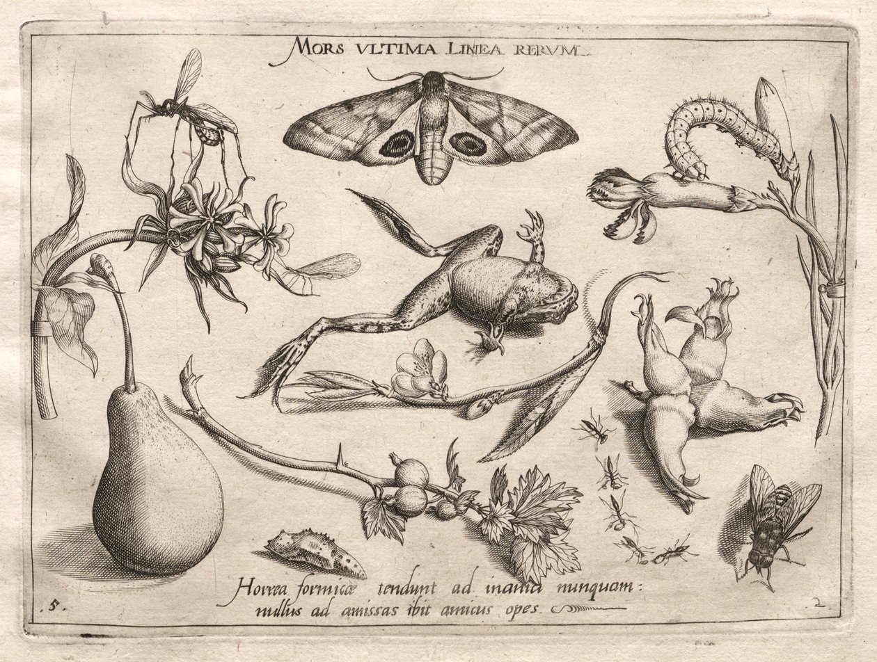 Archetypy i studia: Śmierć to linia, która wyznacza koniec całej części II, płyta 5, 1592. autorstwa Joris Hoefnagel