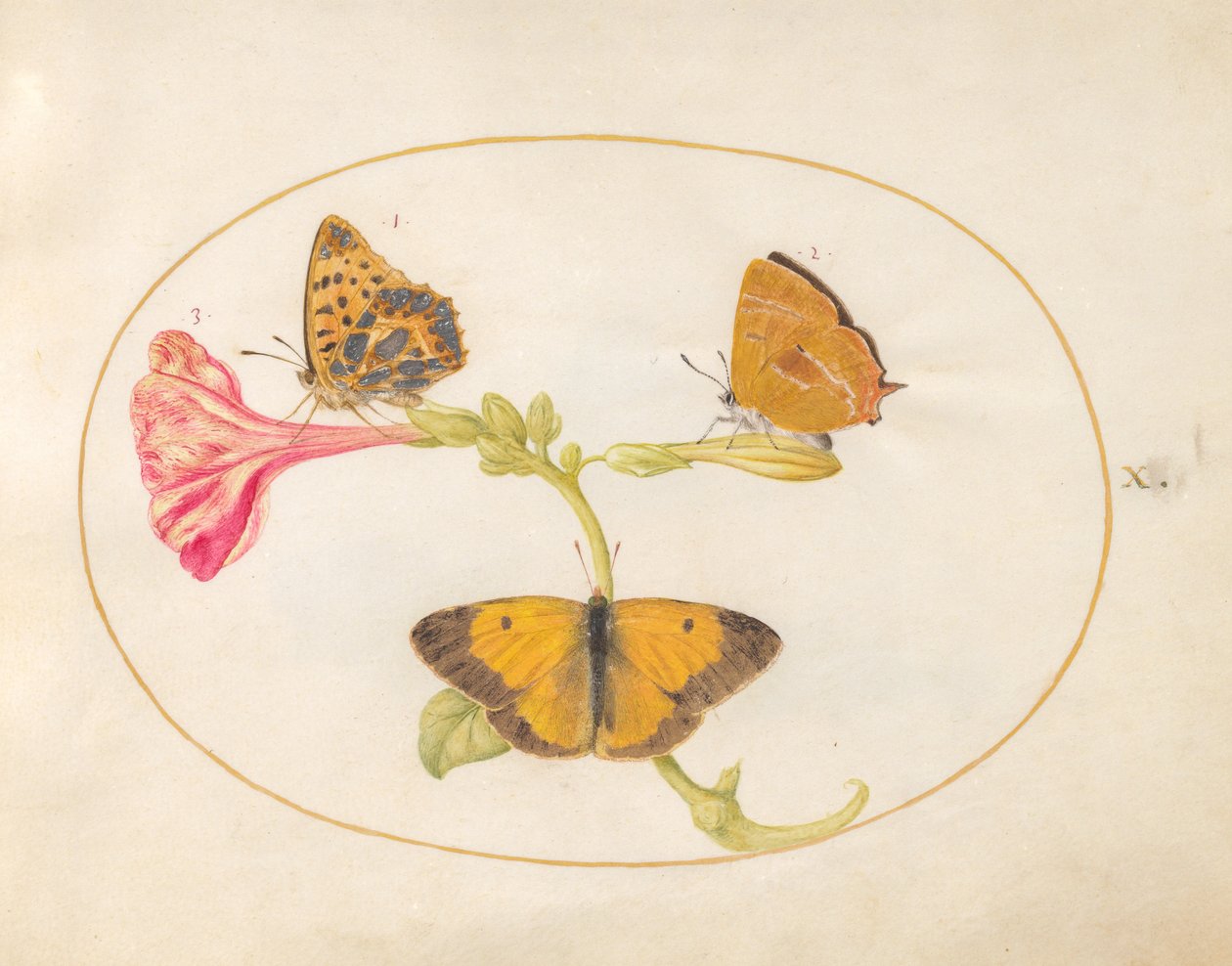 Motyl, ok.1575-80 autorstwa Joris Hoefnagel