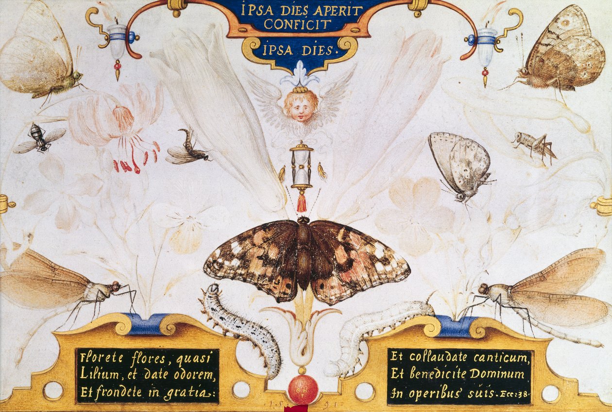 Dyptyk z kwiatami i owadami, 1591 (maruflaż i pergamin na panelu) autorstwa Joris Hoefnagel