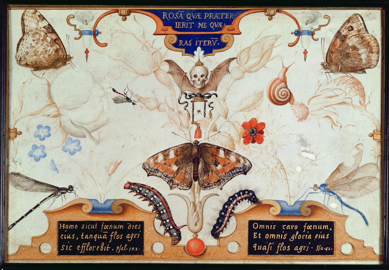 Dyptyk z kwiatami i owadami, 1591 (maruflaż i pergamin na desce) autorstwa Joris Hoefnagel