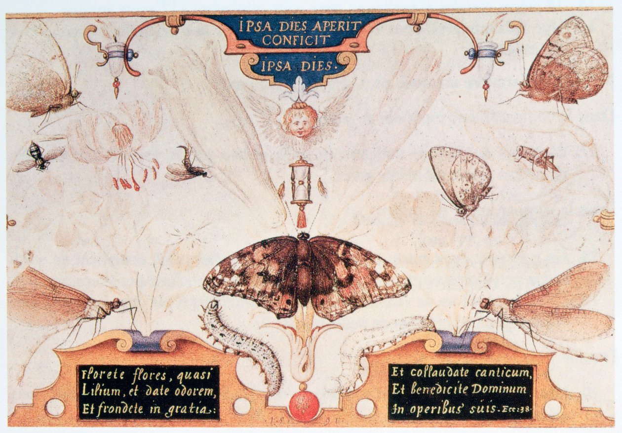 Dyptyk z kwiatami i owadami, 1591. autorstwa Joris Hoefnagel
