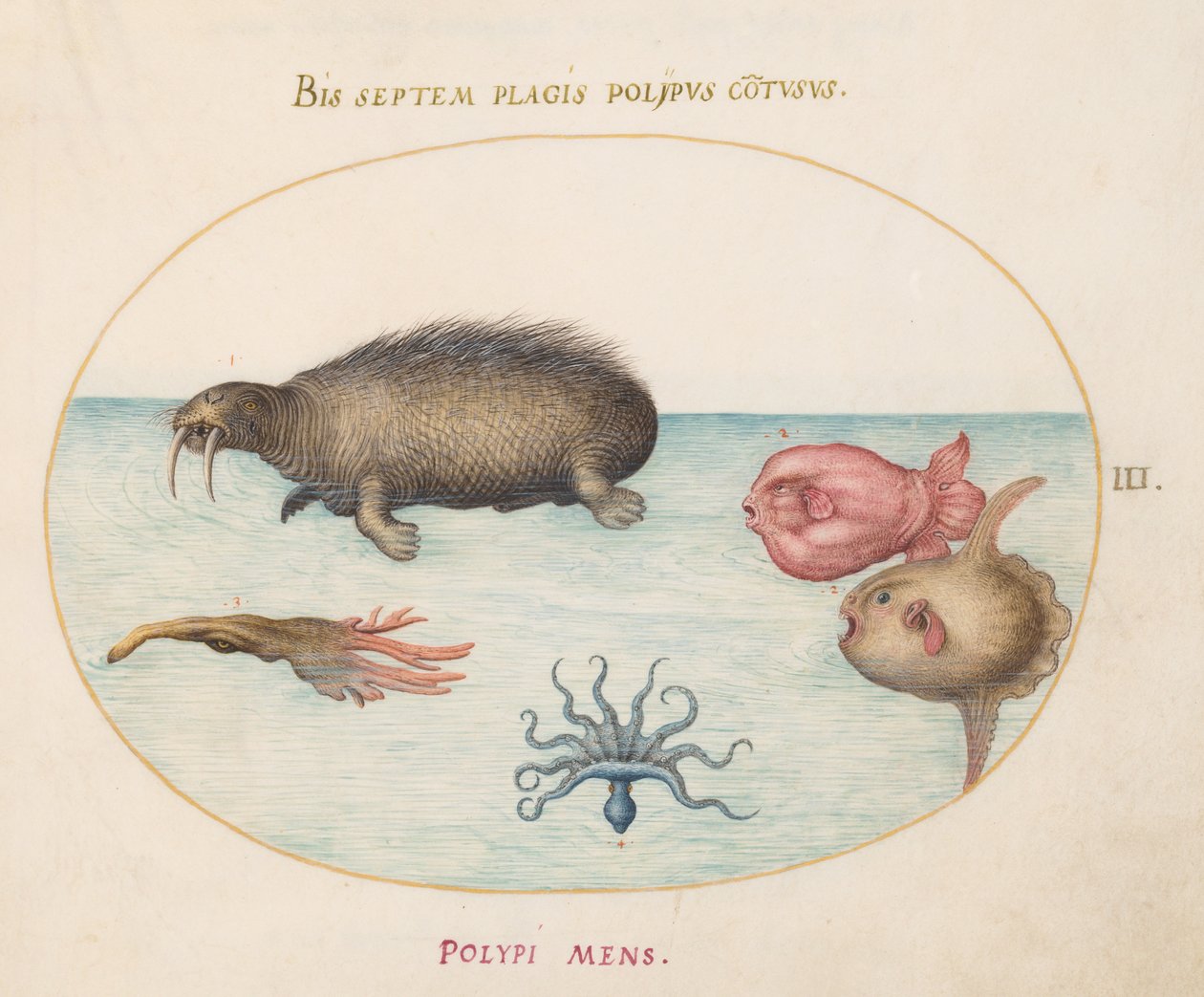 Stworzenia morskie, ok. 1575-80 autorstwa Joris Hoefnagel