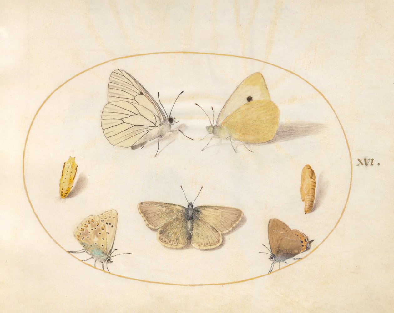 Płyta 16: Białe czarne żyłki, zachmurzone żółte, czarne pasemka (?) i geranium argus (?) Motyle z dwoma chryzalidami autorstwa Joris Hoefnagel