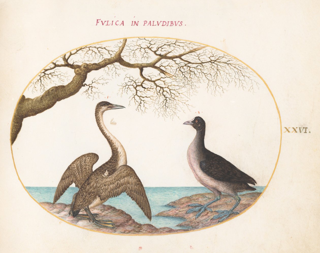 Płyta 26: Kormoran i Łyska autorstwa Joris Hoefnagel