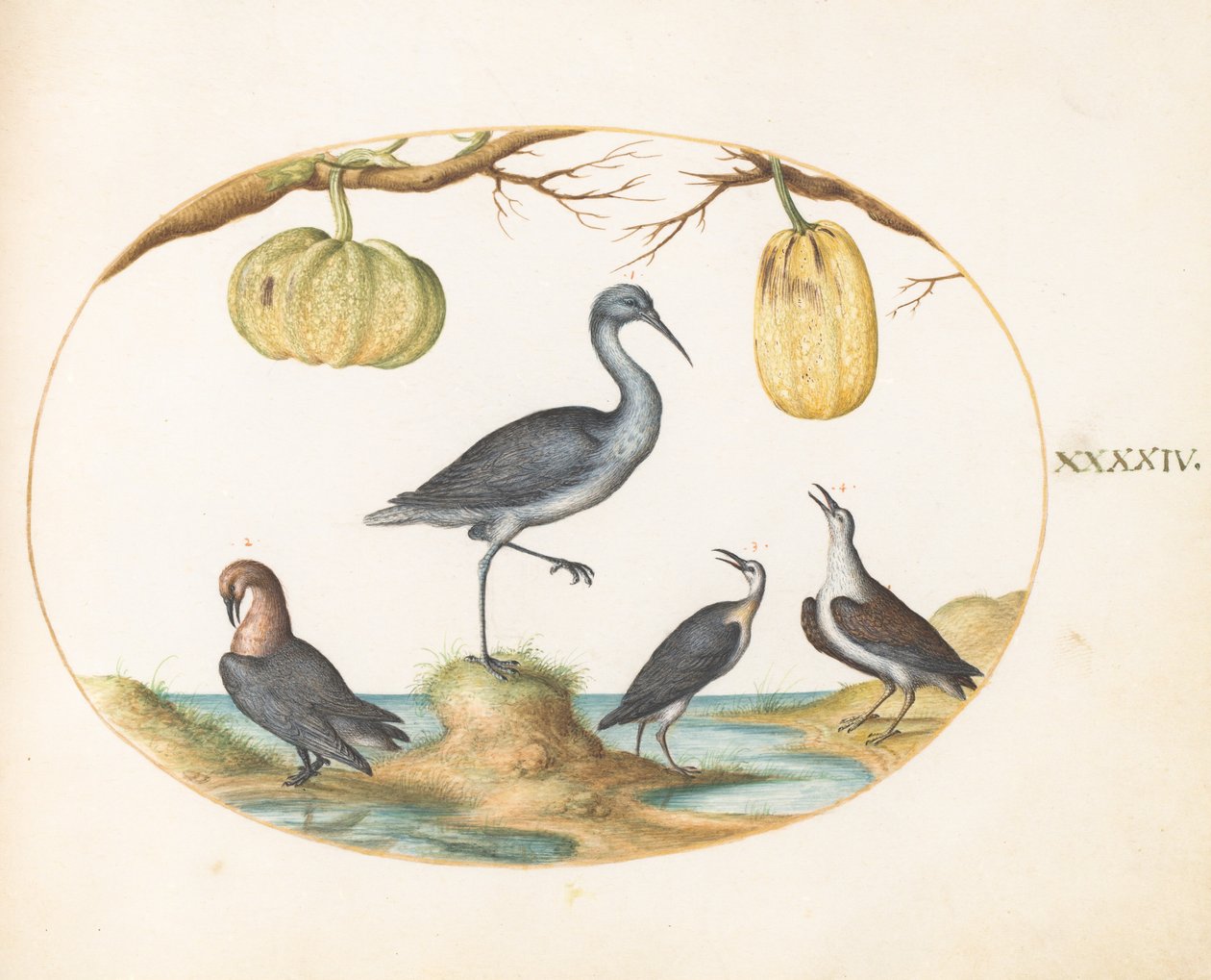 Płyta 44: Godwit(?) i Sandpipers z dwiema tykwami autorstwa Joris Hoefnagel