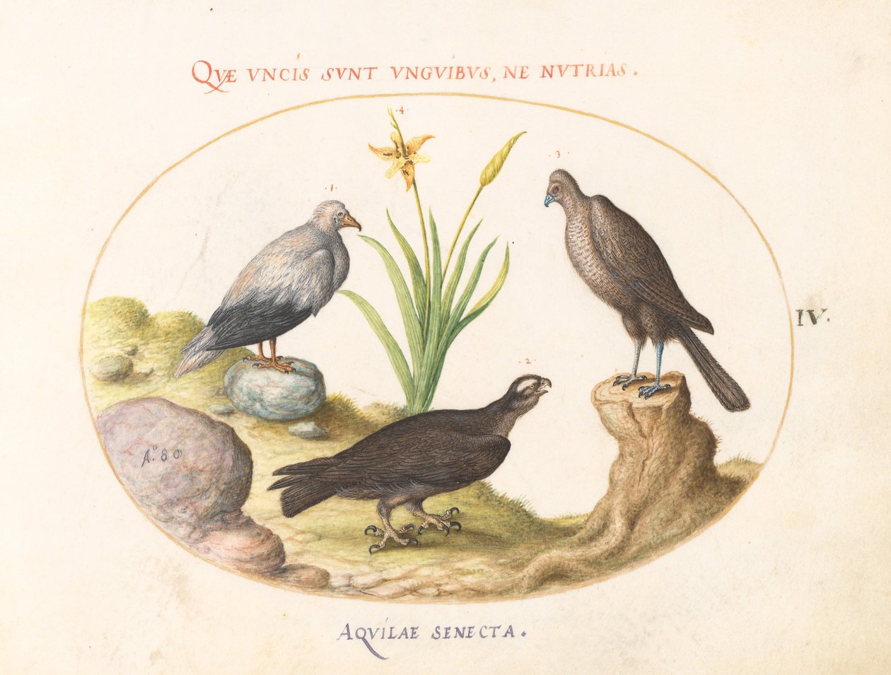 Ilustracja 4: Sęp egipski, jastrząb gołębiarz (?) i „Aquila Heteropode” (orzeł krótkopalczasty?) autorstwa Joris Hoefnagel