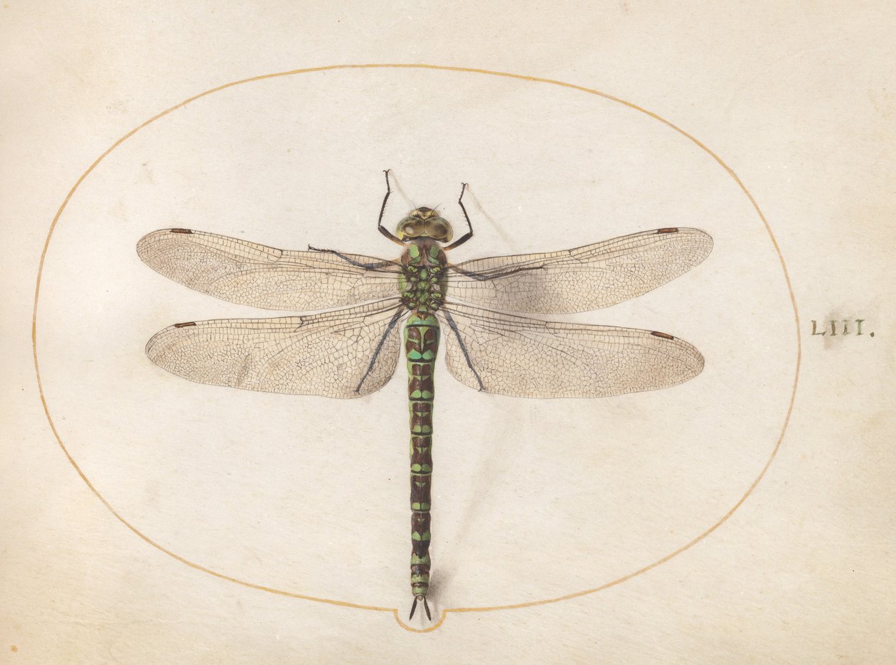 Ilustracja 53: Ważka z rodzaju Southern Hawker autorstwa Joris Hoefnagel