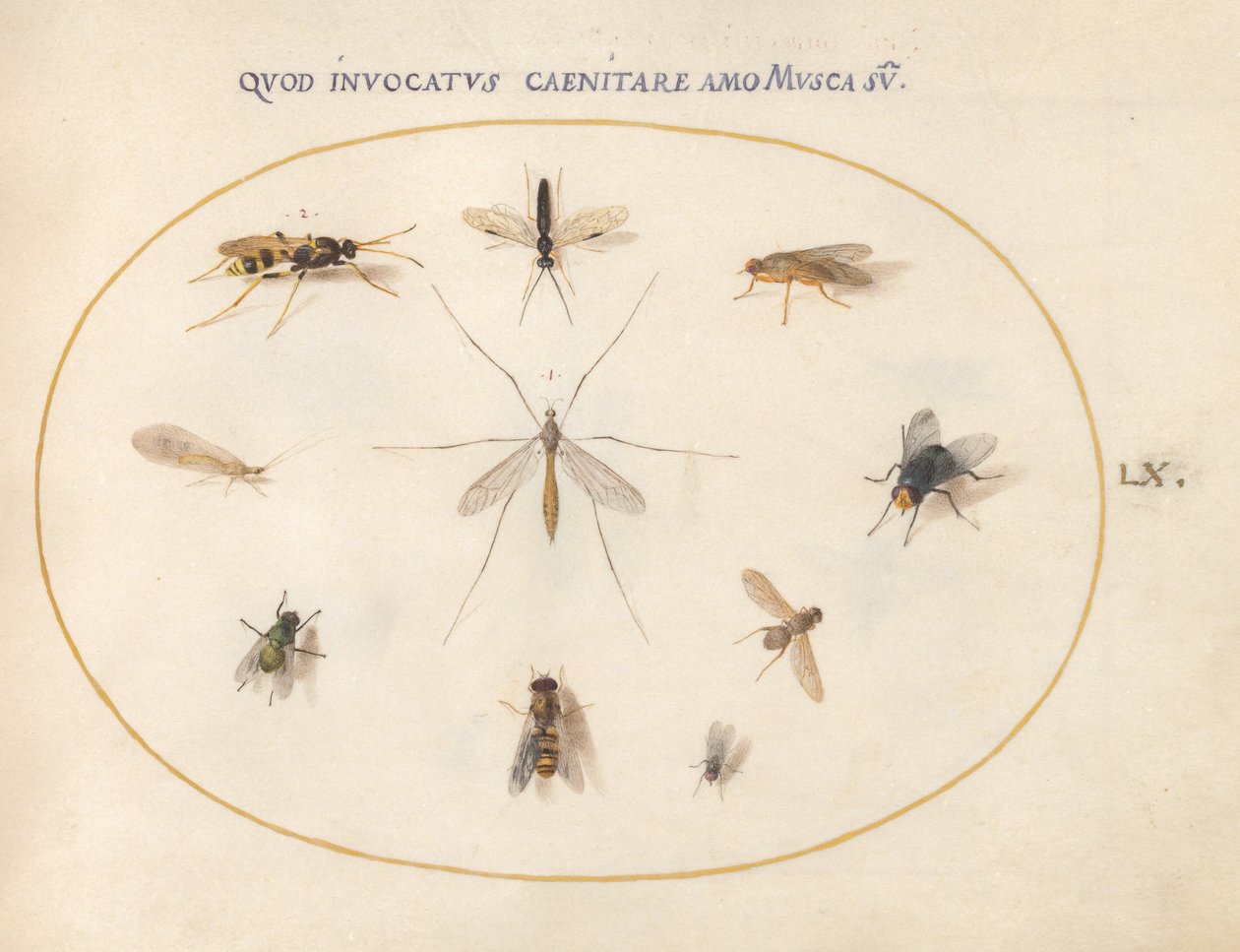 Płyta 60: Muchy i inne owady, ok. 1575/80 (akwarela, gwasz i złoto na welinie) autorstwa Joris Hoefnagel