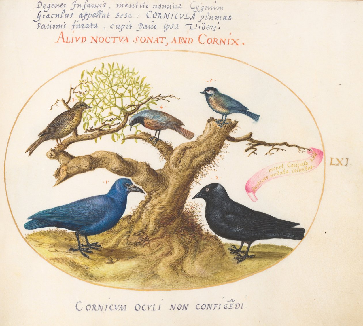 Tafel 61: Blaue Krähe (?), Dohle, Meise und andere Vögel autorstwa Joris Hoefnagel