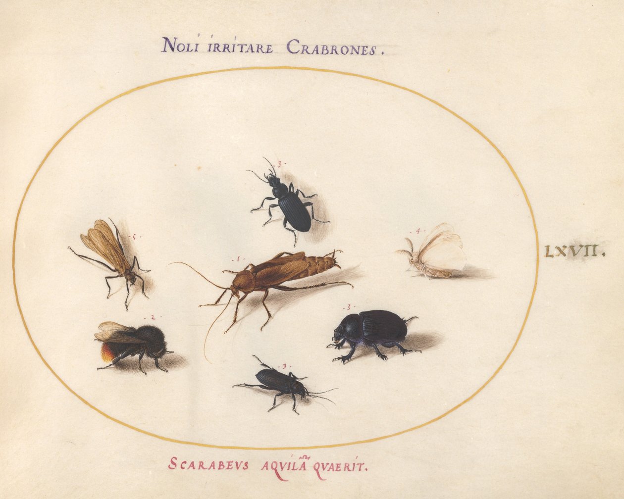 Ilustracja 67: Siedem owadów, w tym biały motyl i pszczoła autorstwa Joris Hoefnagel