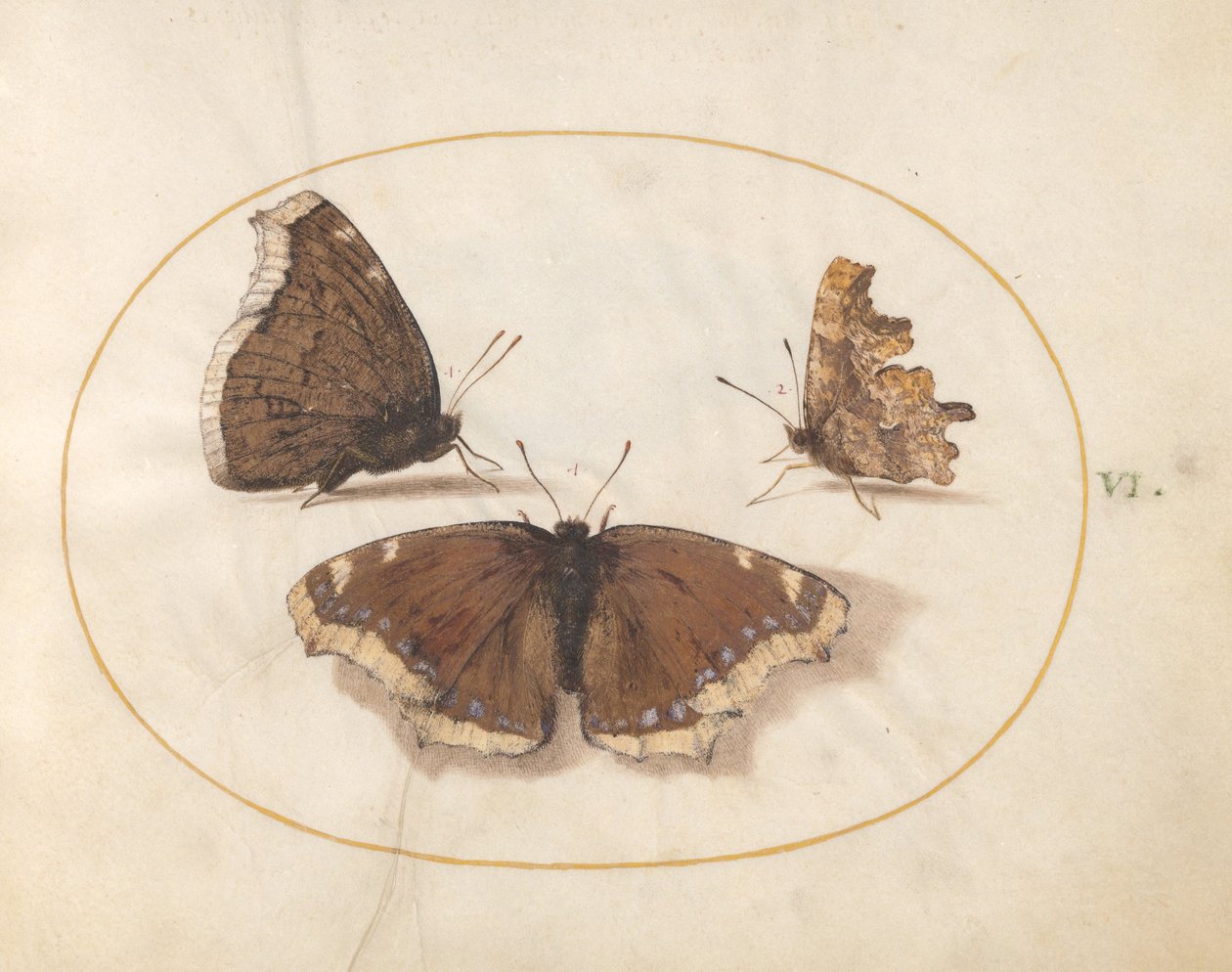 Ilustracja 6: Dwa widoki żałoby (Camberwell Beauty) Motyl z motylem przecinkowym autorstwa Joris Hoefnagel