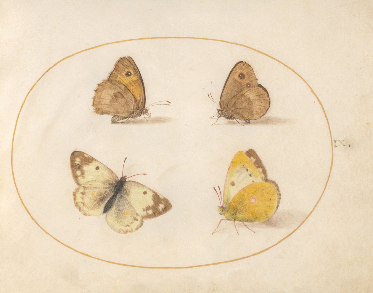 Płyta 9: Meadow Brown, Gatekeeper, Clouded Yellow i Bath White Motyle autorstwa Joris Hoefnagel