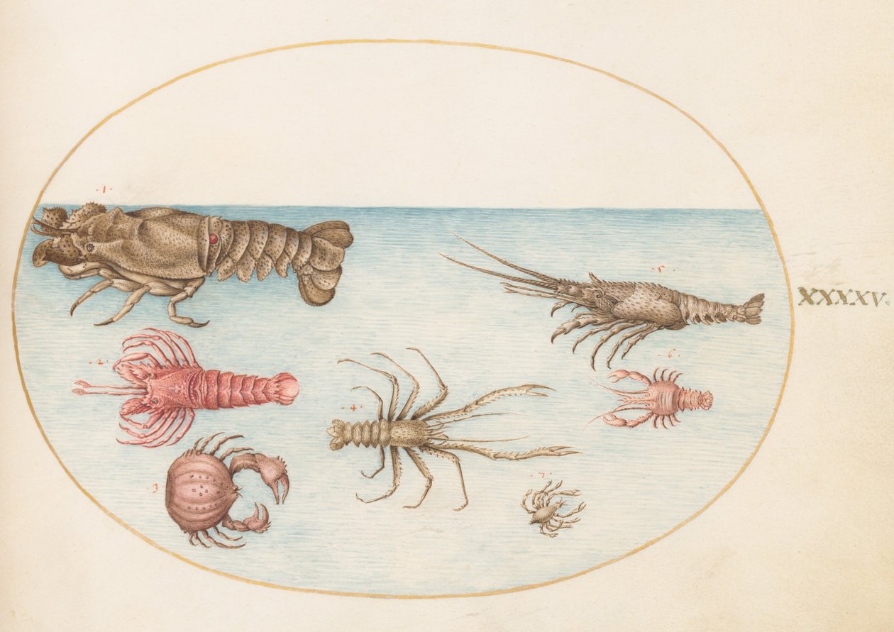 Skorupiaki, ok.1575-80 autorstwa Joris Hoefnagel