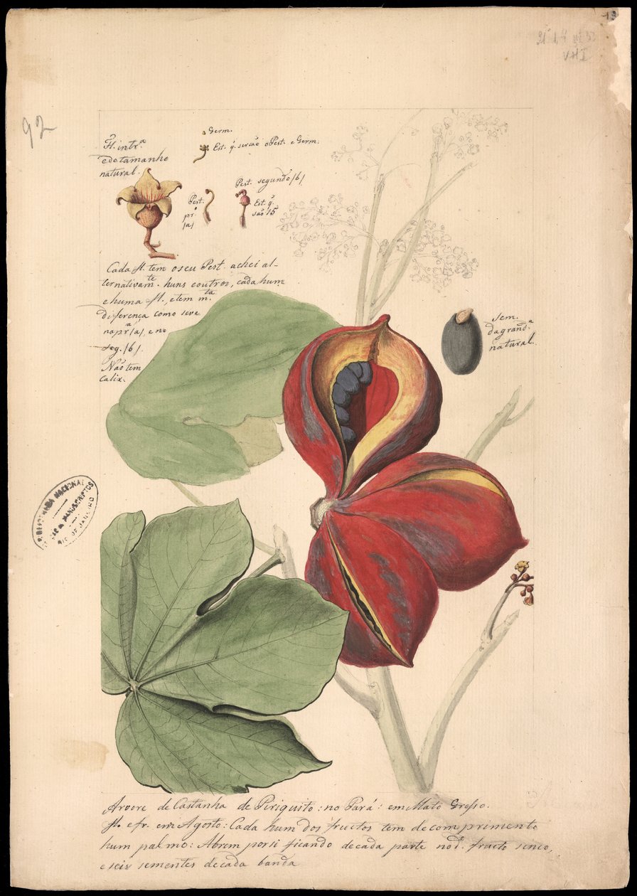 Teobroma dwukolorowa, 1785. autorstwa José Joaquim Freire
