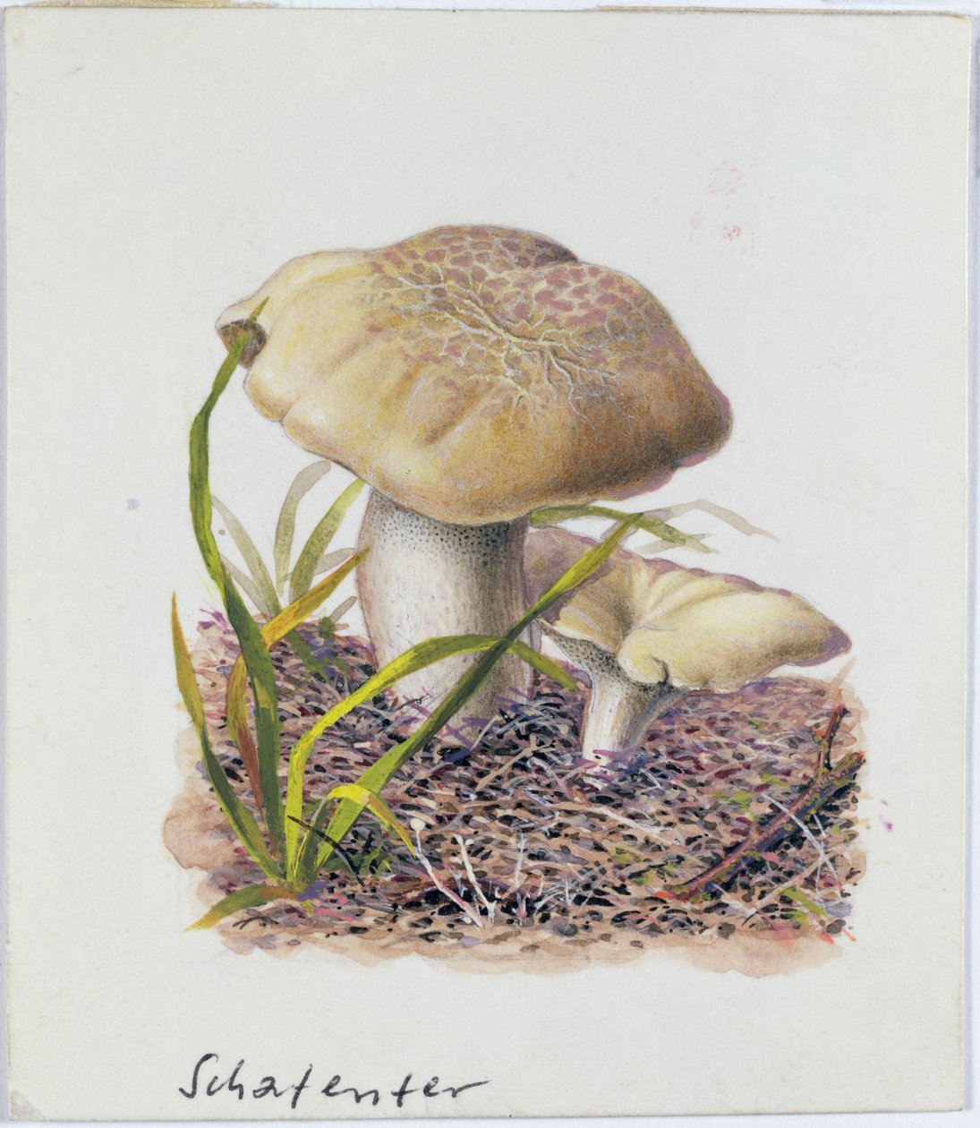 Badanie grzybów autorstwa Josef Fleischmann
