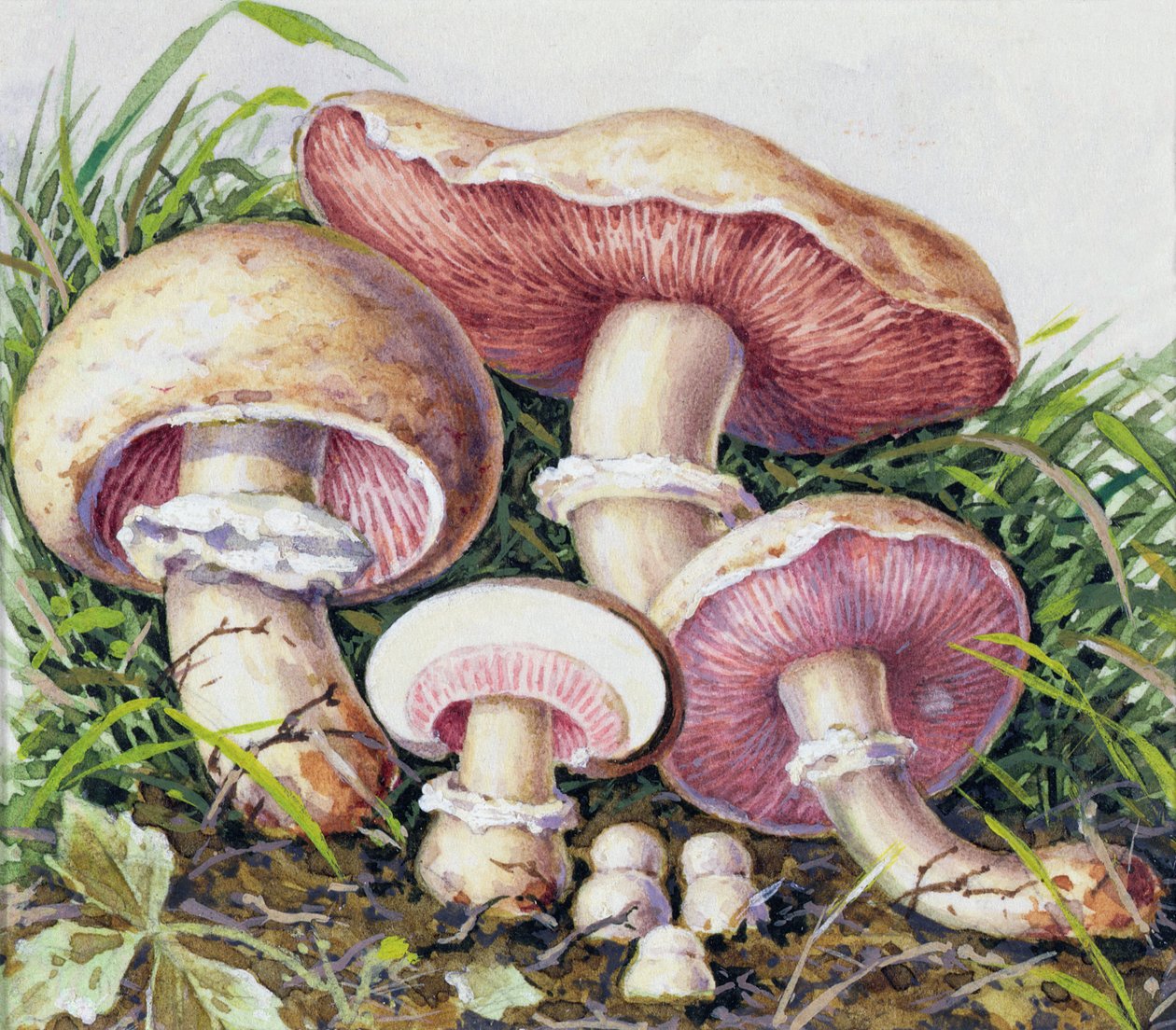 Badanie grzybów autorstwa Josef Fleischmann