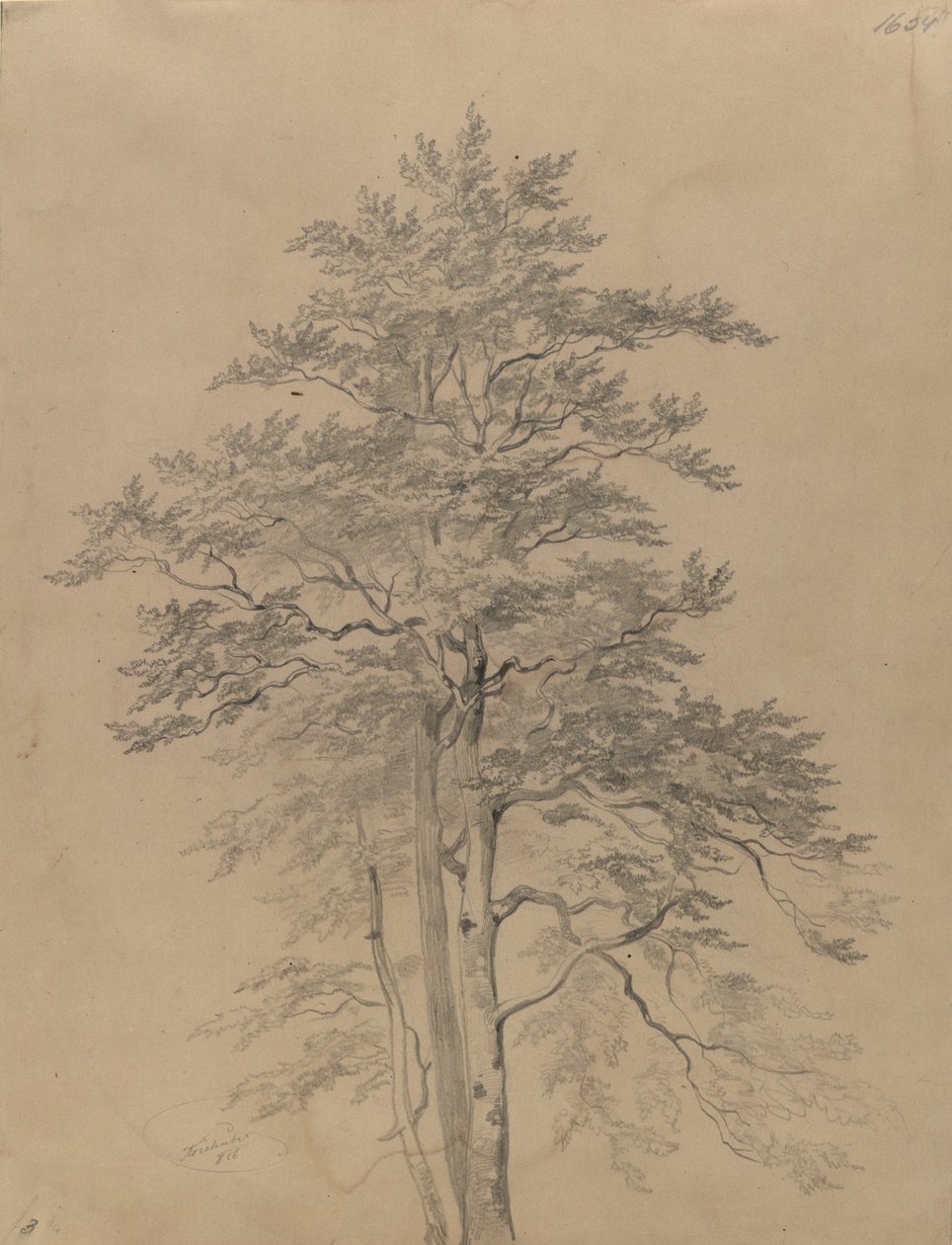 Studium drzewa autorstwa Josef Kriehuber