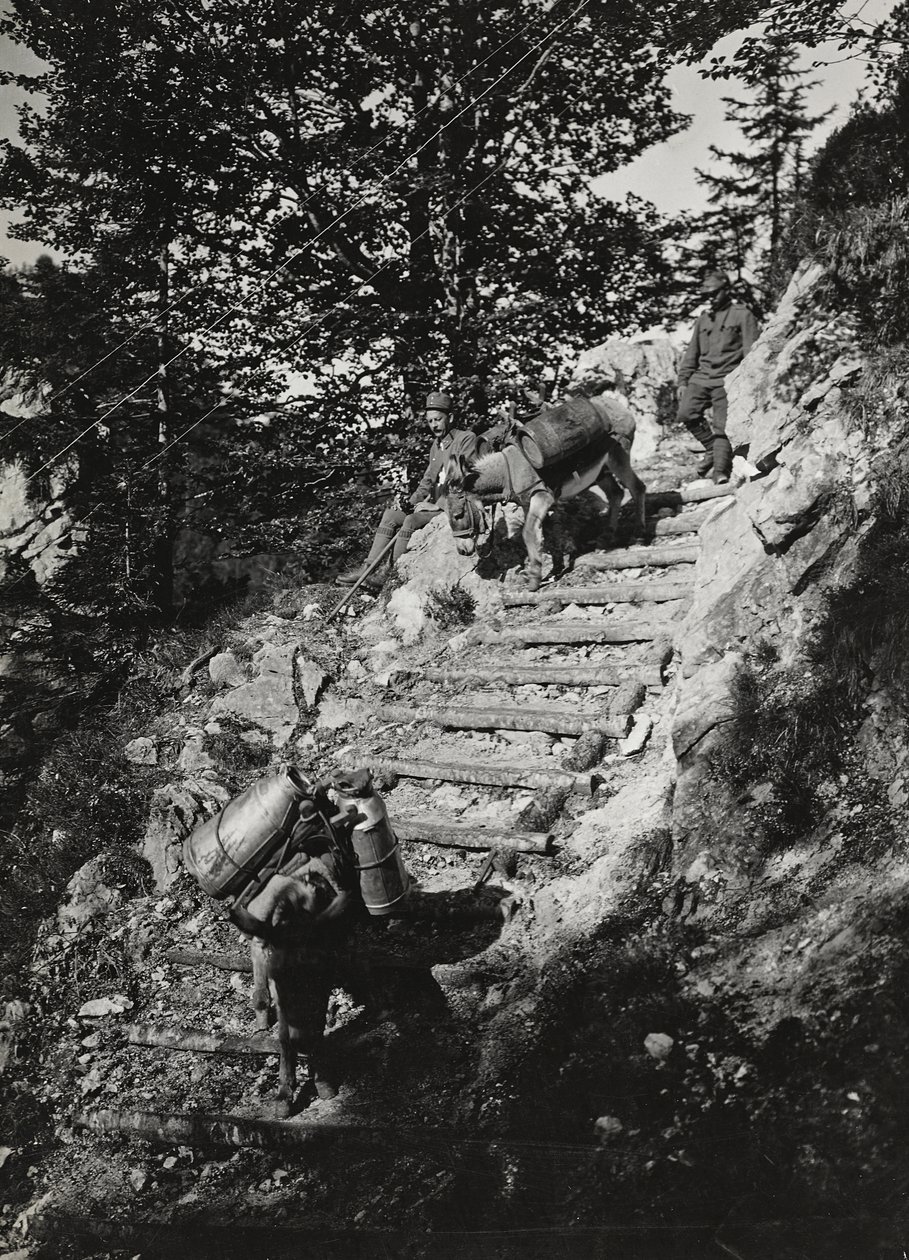Album "Moja wojna światowa - wspomnienia Frontu Południowo-Zachodniego w Karyntii, Włochy, Trentino-Górna Adyga) 31.03.1915-12.11.1918 - Josef Zohles Wien": Muły wojskowe wzdłuż stromej autorstwa Josef Zohles