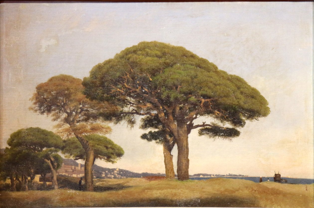 Sosny Bocca autorstwa Joseph Contini