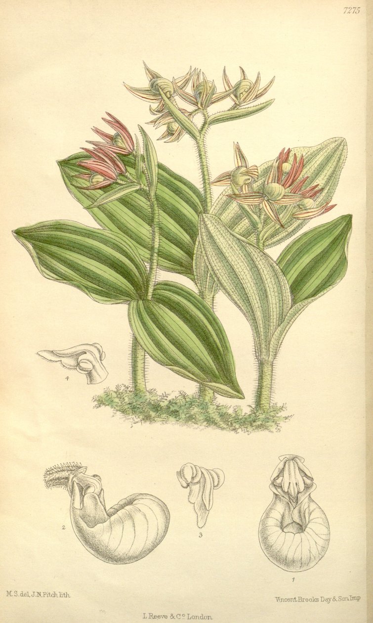 Cypripedium fasciculatum autorstwa Joseph Dalton Hooker