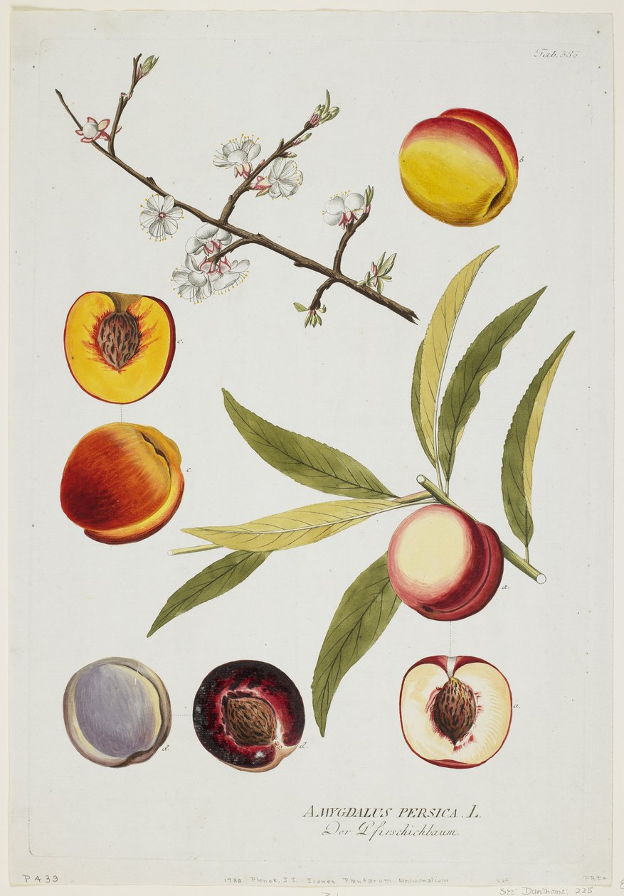 Amygdalus persica, z Icones Plantarum Medicinalium, 1788 (ręcznie barwiony grawer i gwasz) autorstwa Joseph Jacob Plenck