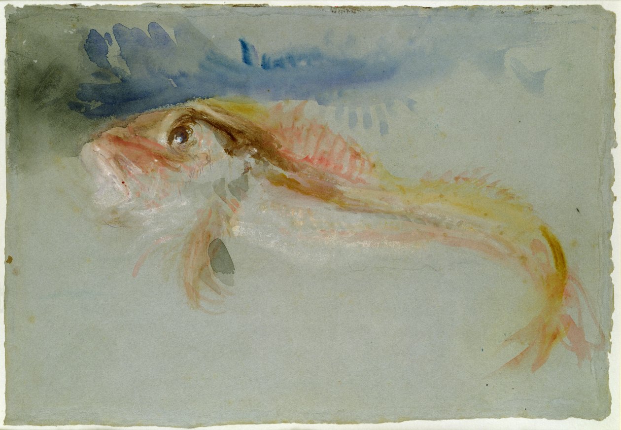 Gurnard autorstwa Joseph Mallord William Turner
