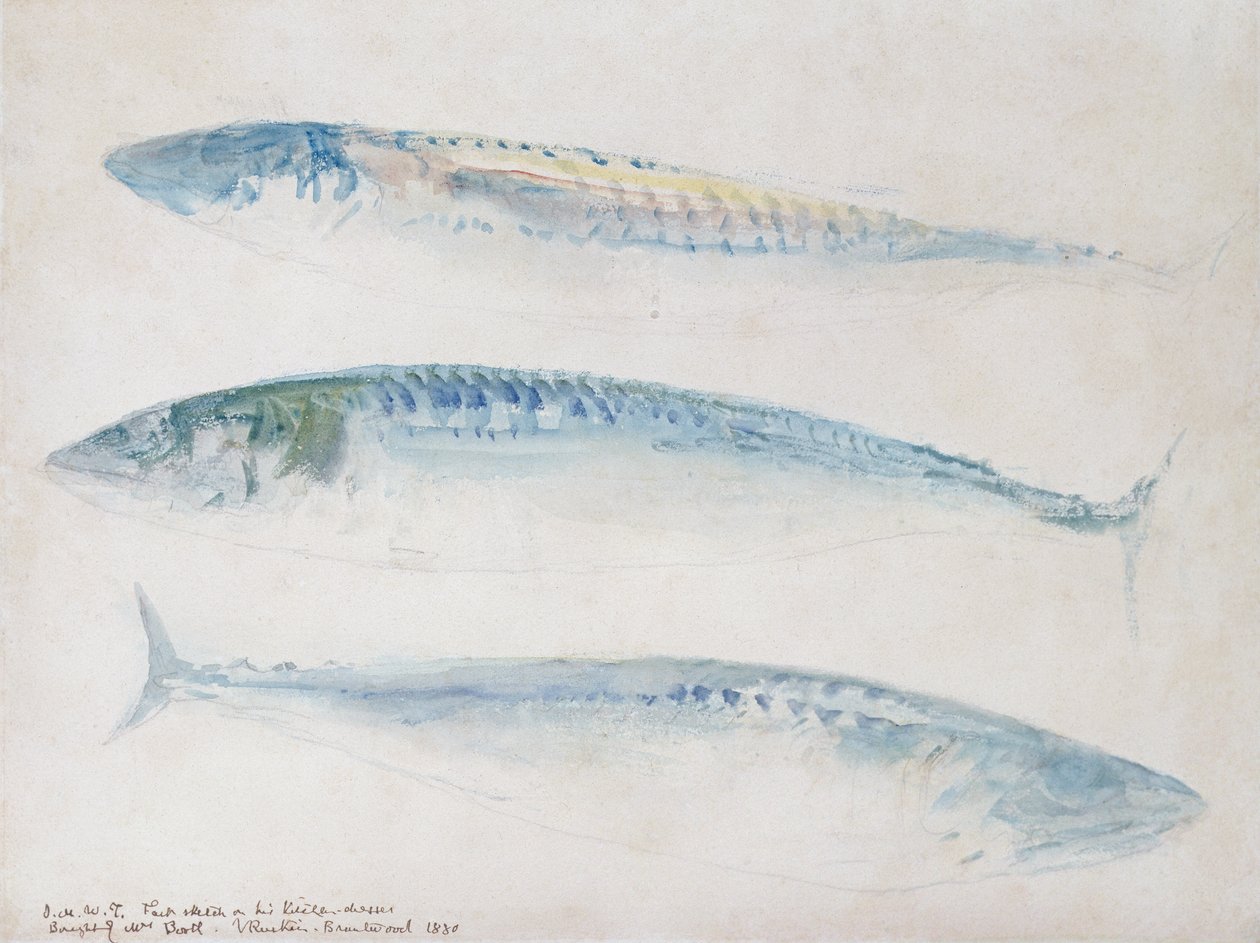 Szkic trzech makreli (wc i ołówek na papierze) autorstwa Joseph Mallord William Turner