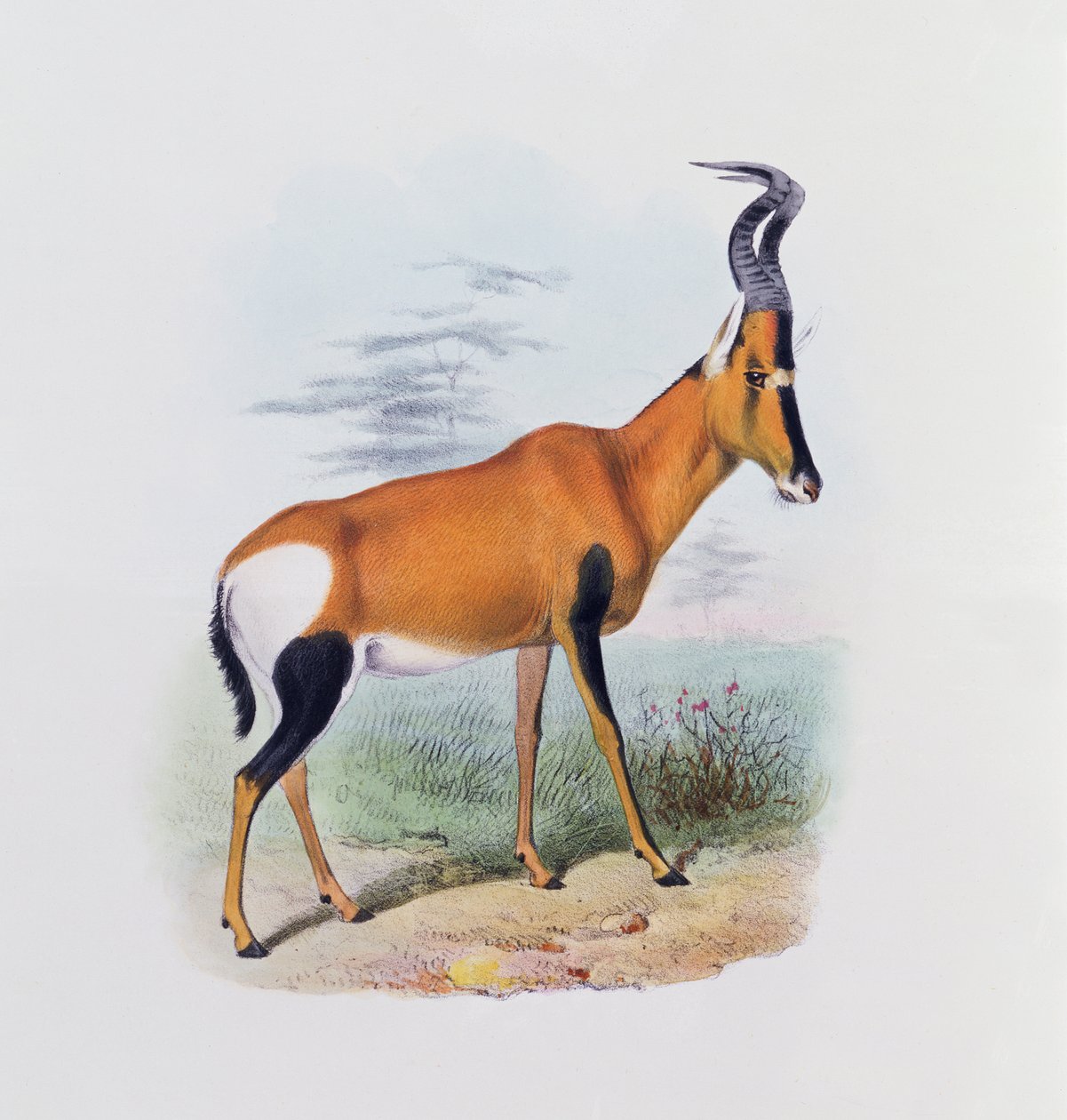 Antylopa, z „Księgi Antylop”, autorstwa Joseph Smit